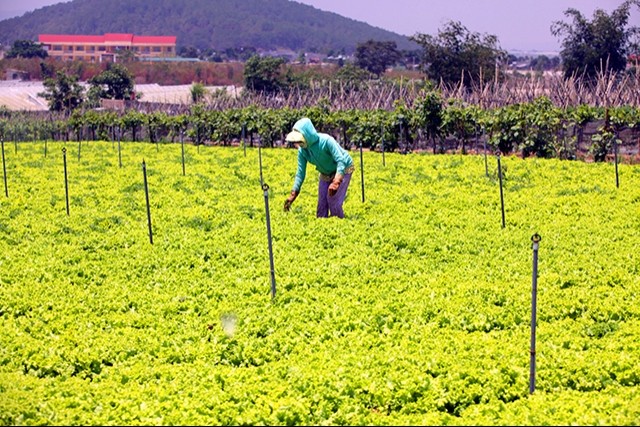 Vietnam’s agriculture identifies challenges for development in 2017 - ảnh 1